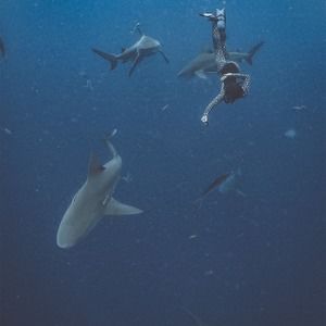 Meet your Posher, Bella